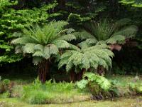 Farnbäume am Waldrand im Derreen Garden - Ring of Beara, Co. Kerry